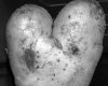 Картошка в любви