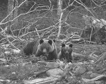 Мишки на севере: в Приамурье медведи выходят в люди