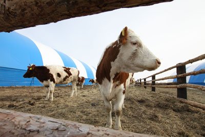 В Приамурье прибыли коровы из Австралии