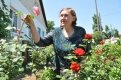 Капризные розы Татьяна Плющ выращивает уже более 15 лет.