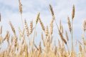 Больше всего пшеницы, почти 28 тысяч тонн, намолотили в Тамбовском районе.