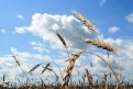 Большую часть посевов ранних зерновых составляла пшеница — 102 тысячи гектаров.