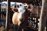 Дадут ли субсидию на коров?