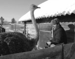 Чудо в перьях: в Мазании разводят африканских страусов