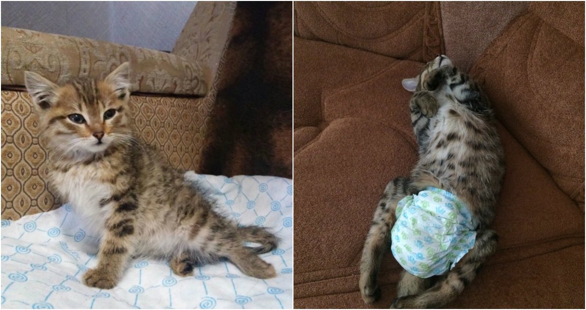 Лео до и после