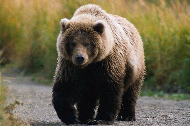 Фото: akutia.info