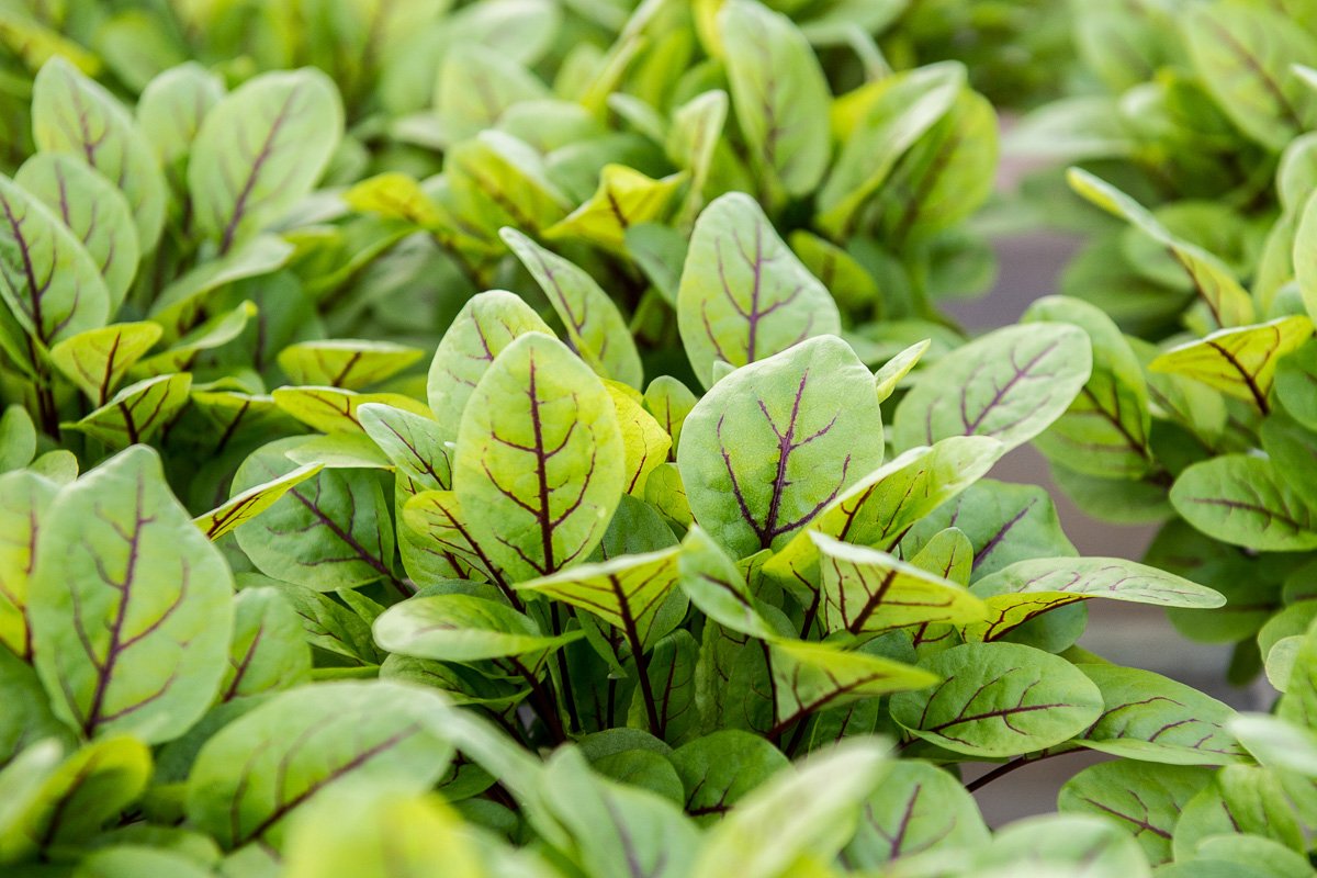 Фото: Андрей Ильинский