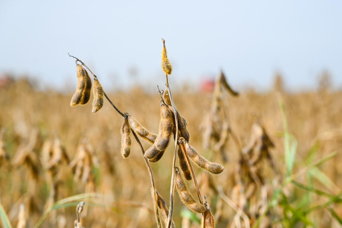 Фото: Алексей Сухушин.