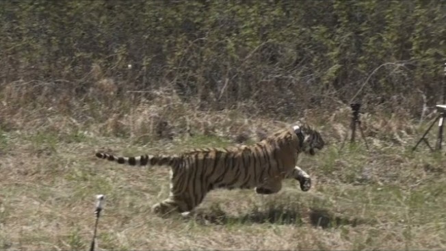 Только пятки сверкали: как тигрицу Санду отправили в тайгу в Архаринском районе Приамурья