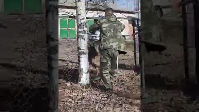В Февральске косуля запуталась рогами в сетке-рабице
