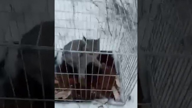 Голодная рысь застряла в заборе у шимановских пограничников