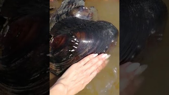 Благовещенка обнаружила в Зее гигантских моллюсков