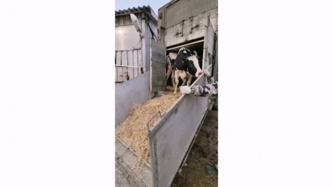 Из Воронежской области в Приамурье завезли 150 племенных нетелей