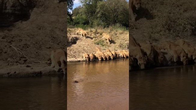 Почти 20 львиц выстроились в ряд на водопое в ЮАР