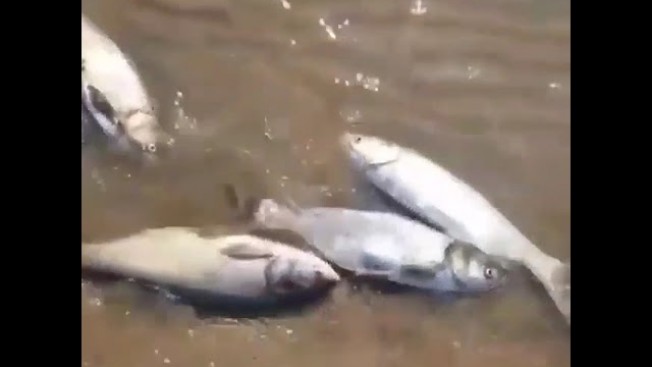 Массовая гибель рыбы в Амуре