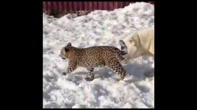 Овчарка стала опекуном котенку леопарда