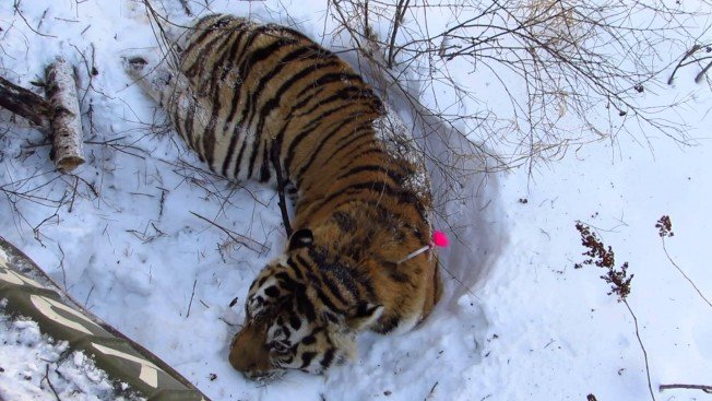 Уникальная операция по спасению Амурского тигра