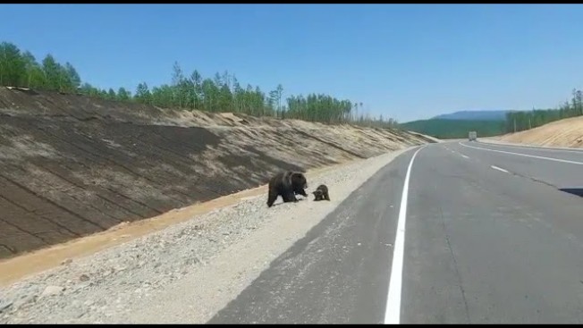 Недалеко от Тынды медведица с медвежатами вышла на прогулку