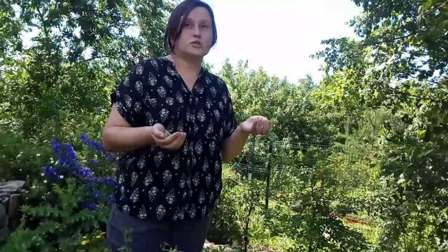 Ученый-ботаник Елена Андышева о том, как правильно заготавливать курильский чай