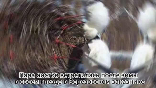Аисты в амурском Березовском заказнике начали обустраивать гнездо