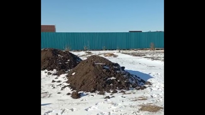 Невзлюбили кошек, а с собаками — лучшие друзья: страусы в Благовещенске