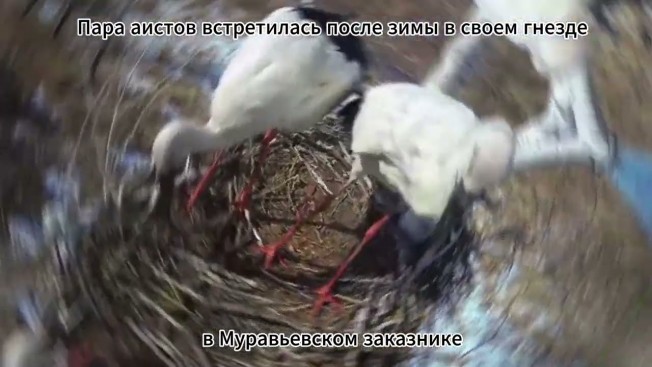 Аисты в амурском Муравьевском заказнике начали обустраивать гнездо