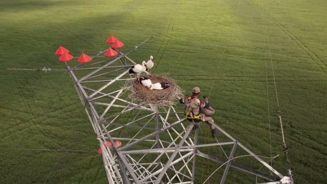 Энергетики в Приамурье готовят аистов к спуску с ЛЭП на землю. Видео ученого Антона Сасина