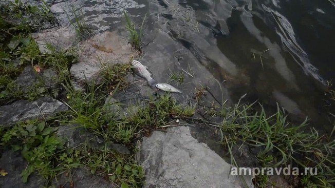 В парке «Дружбы» в Благовещенске в пруду погибла рыба