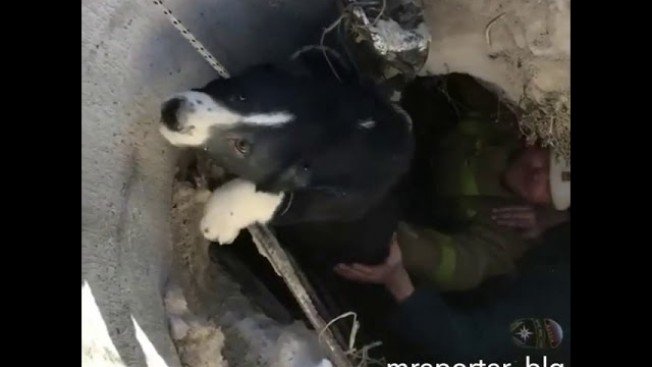 Чигиринские пожарные спасли щенка алабая из колодца