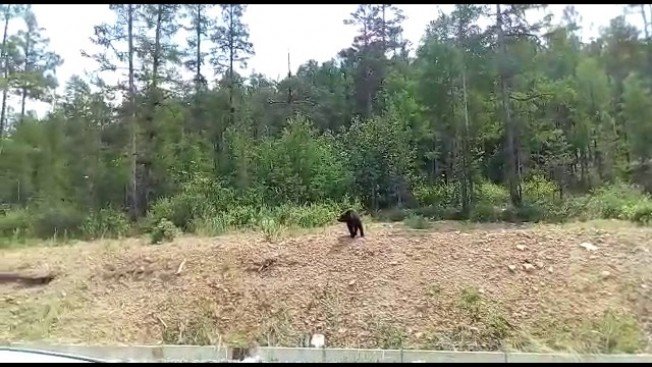 Медведь наведался в амурскую Тынду