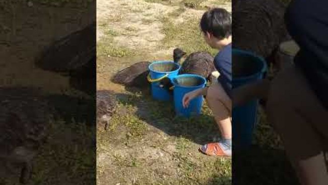 Благовещенская семья разводит страусов