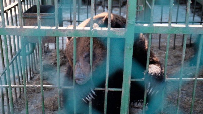 В зоопарке института развития образования Благовещенска проснулись медведи и барсуки