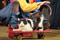 Кот-вездеход и кот-самолет веселили публику, прятались в ведрах и катались на игрушечных лошадках.