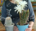 «Это мои любимые кактусы. Бытует мнение, что они цветут очень редко». Ирина Короленко. Архара