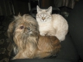 Тайсон — грозный охранник моих кошек. Ирина Короленко, Архара.