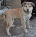 Гоша —  умный, красивый, преданный и немного озорной пес. Анастасия Дарчиева, с. Тамбовка.