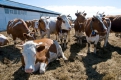 Средства получили аграрии, которые будут развивать в области молочное и мясное животноводство.