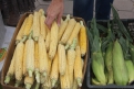 Кукуруза не дозрела, но огородники уверяют: на вкусовые качества это не повлияло.