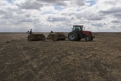 Задержка сева зерновых может привести  к снижению урожайности.
