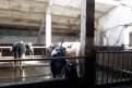 Это фото отощавших от недоедания коров сделали сотрудники семиозерской фермы.