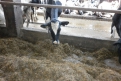Ужасающее состояние коров сотрудники фермы сняли на фото и видео. Эти кадры они дали АП.