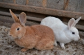 В хозяйстве Никитенко 150 кроликов.