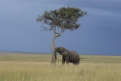Главное отличие Амбосели от других парков Кении — большое количество слонов.