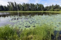 В конце июля — начале августа в квадратном озере расцветут лотосы.