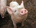 «На полученные деньги построим ферму, купим  несколько десятков породистых свиней».