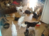 Пенсионерка из Архары держит в квартире 40 кошек, отравляя жизнь соседям