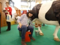 Производители «молочки» из Челябинска удивили посетителей агрофорума коровой.