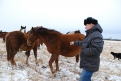 Виктор Тарасов: «Пикан спас лошадей от издевательств, а людей — от собственной жестокости».