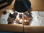 Студенты Амурского аграрного колледжа вывели цыплят в современной мастерской