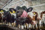 Родильное отделение для буренок: молока и мяса в Амурской области станет больше